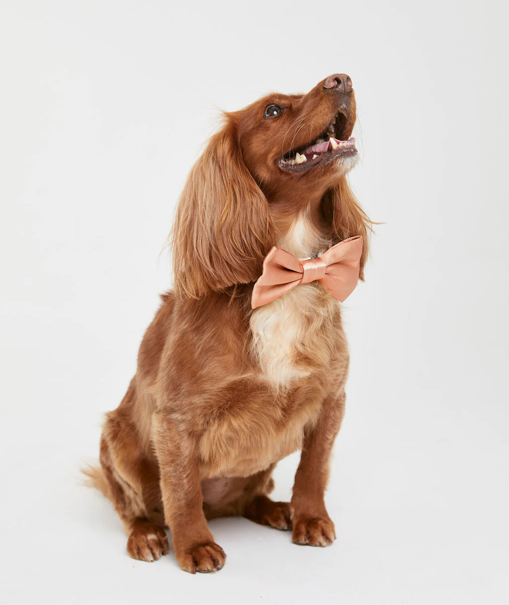 Dog Satin Bow Tie - Image 10