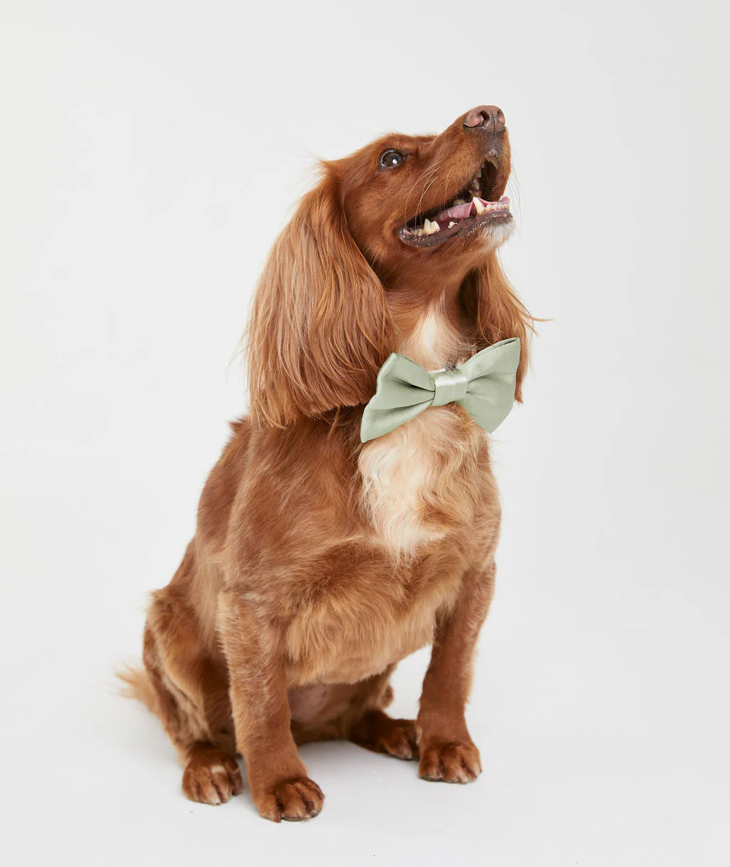 Dog Satin Bow Tie - Image 14