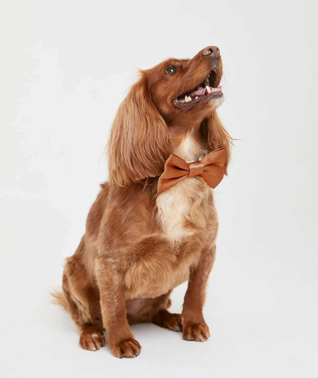 Dog Satin Bow Tie - Image 16