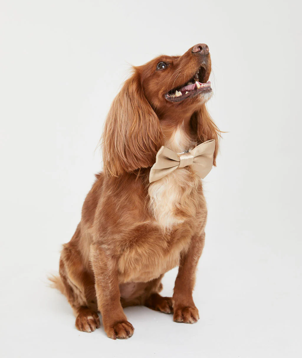 Dog Satin Bow Tie - Image 3