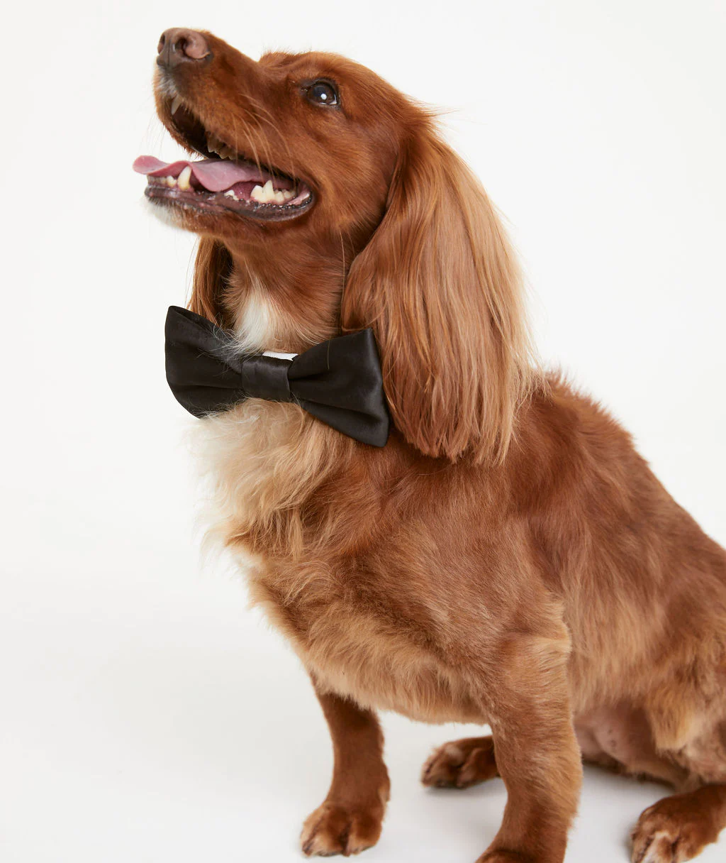 Dog Satin Bow Tie - Image 6