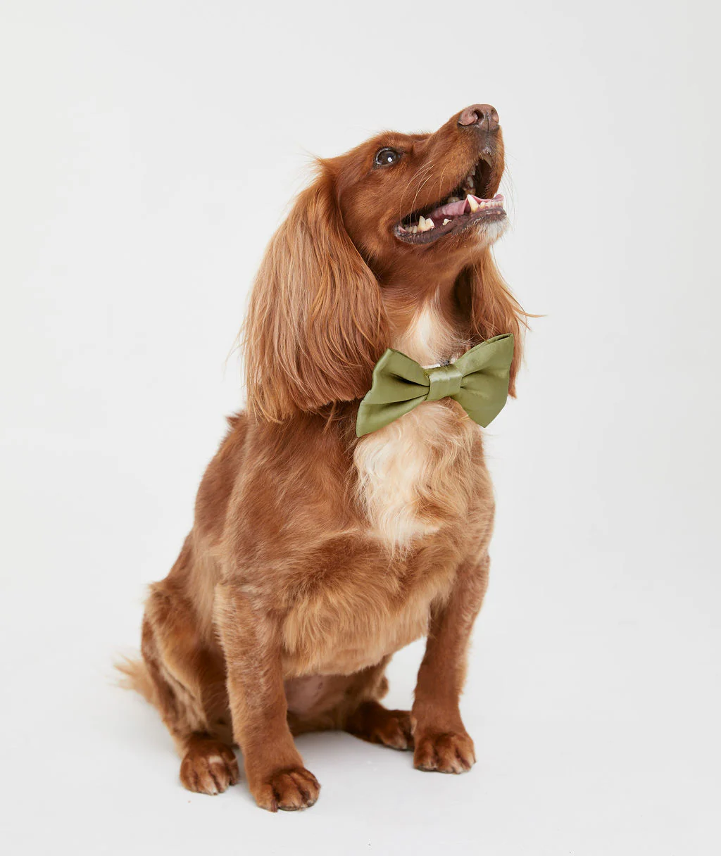 Dog Satin Bow Tie - Image 8